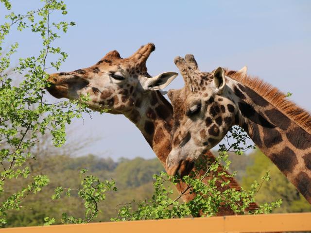 Parc Zoo Reynou Girafe