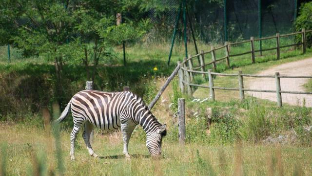 Zoo Du Reynou Haute Vienne 19