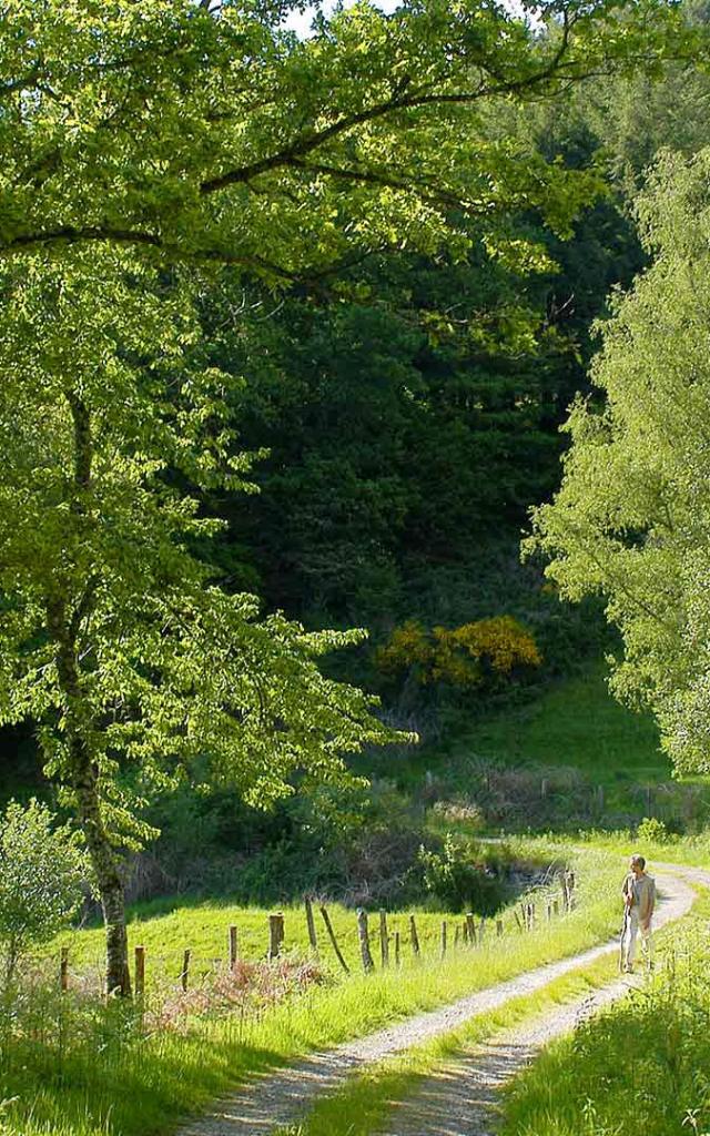 Randonnée Chemin Foret