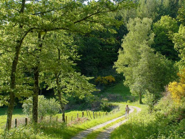 Randonnée Chemin Foret