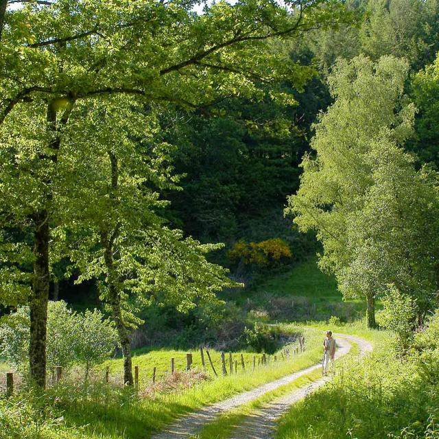 Randonnée Chemin Foret