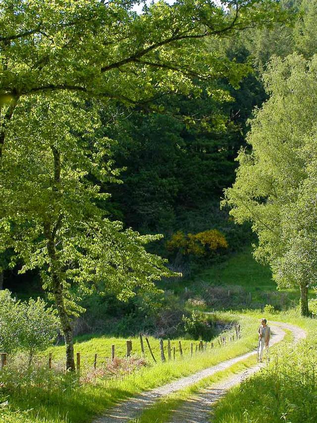 Randonnée Chemin Foret