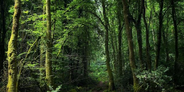 Tourbières des Dauges