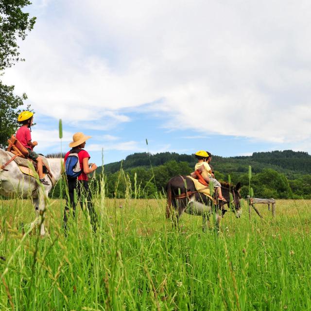 Balades Avec Des Anes