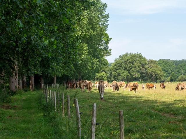 Ile De Chaillac 2019 Otpol Vaches (3)