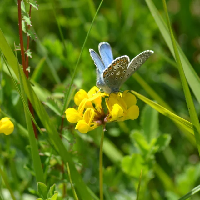 Papillons