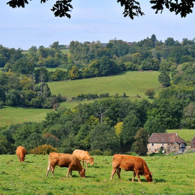 Vache Paysage Campagne