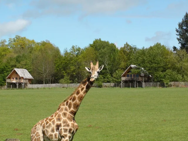 Africa Lodge Zoo Du Reynou