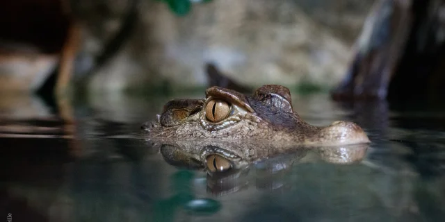 Aquarium De Limoges Le Mysterieux