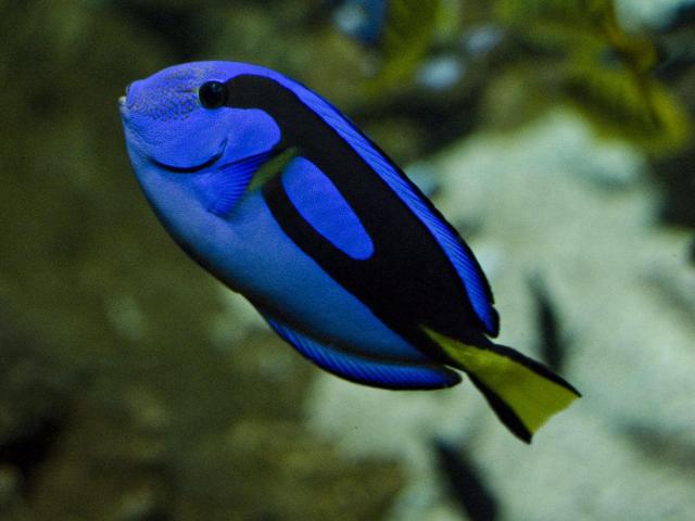 Aquarium De Limoges Chirurgien Poisson