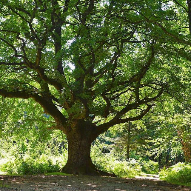 Chêne De Brumafan Forêt De Rochechouart Patrick G