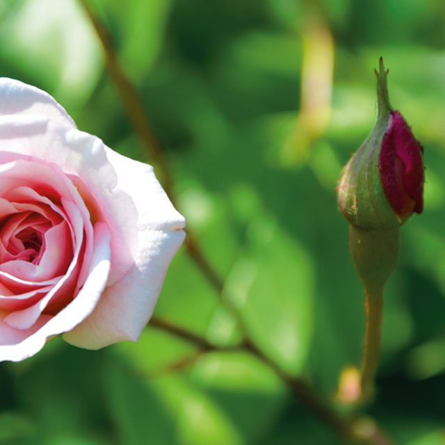 Jardin De Lan Mil A Nos Jours Rilhac Lastours