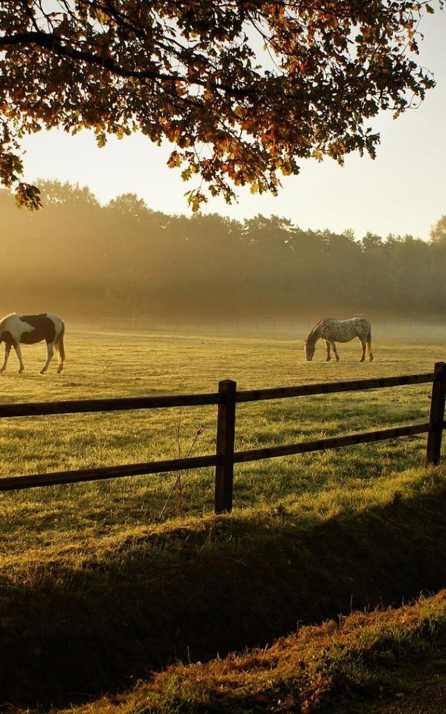 Cheval Nature Matin