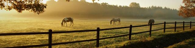 Cheval Nature Matin