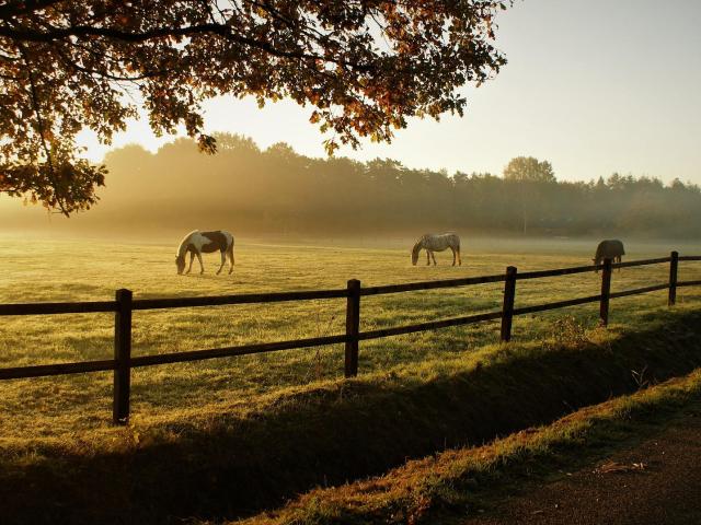 Cheval Nature Matin