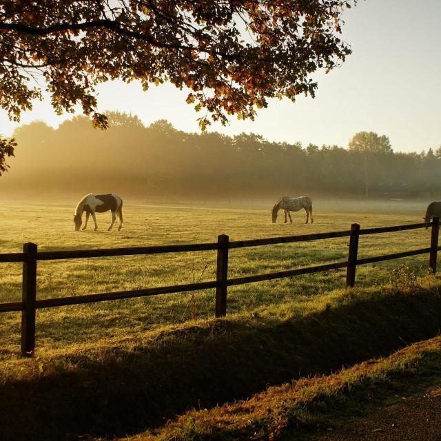 Cheval Nature Matin