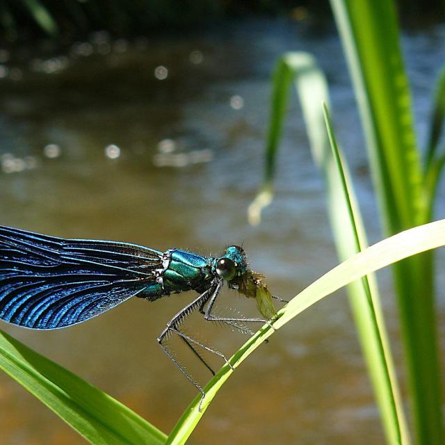 Demoiselle©pnrpl Limousin