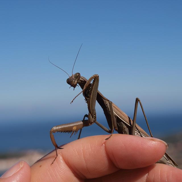 Manipulation Insectes Cite Des Insectes Mante Religieuse