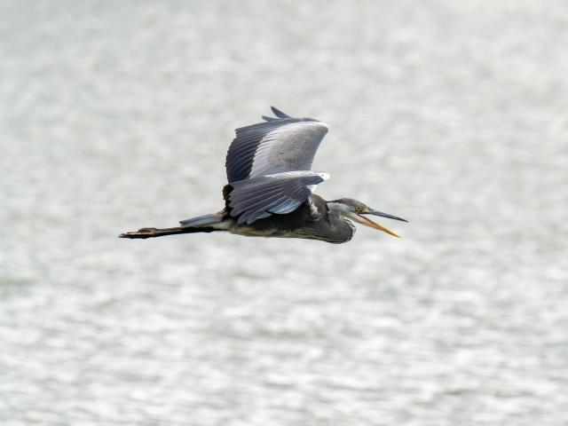 Heron cendré - Etang de la Pouge