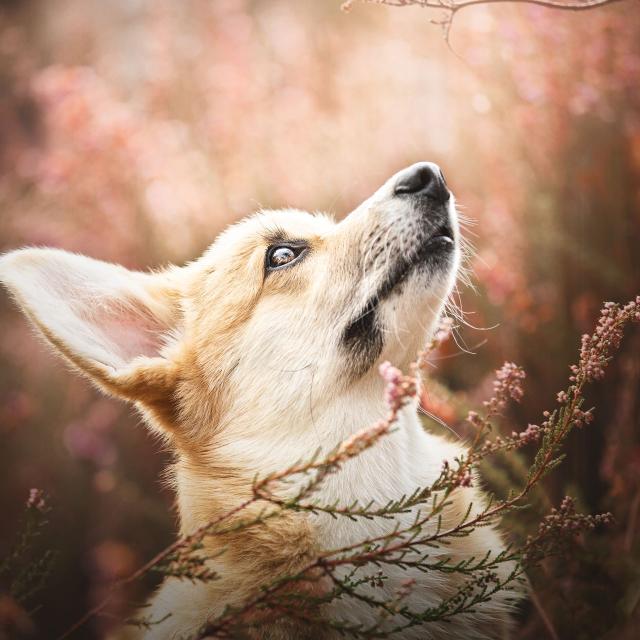 Photographie animalière Anaïs Todd