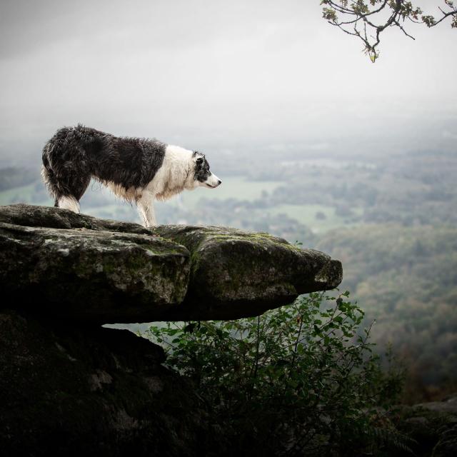 Photographie animalière sur le site de la Pierre branlante