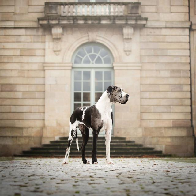 Photographie animalière devant le Musée des Beaux Arts