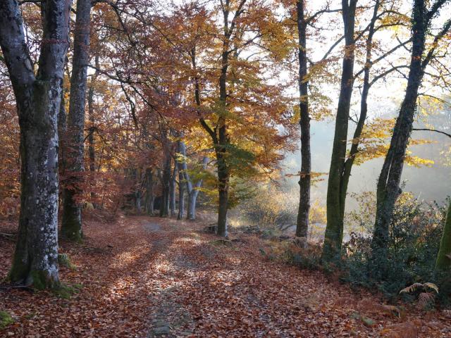 Allée de hêtres longeant l'étang des Landes à Saint Paul en Limousin