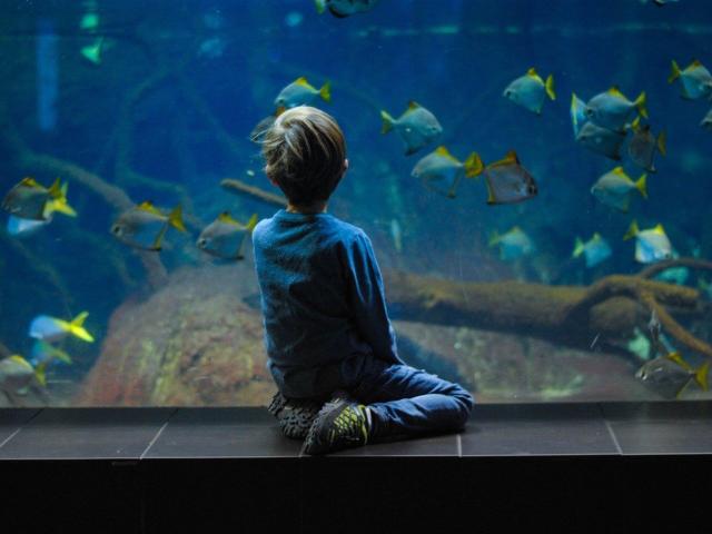 Buller en famille à l'aquarium de Limoges