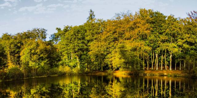 Étang des Landes à Saint Paul en Limousin