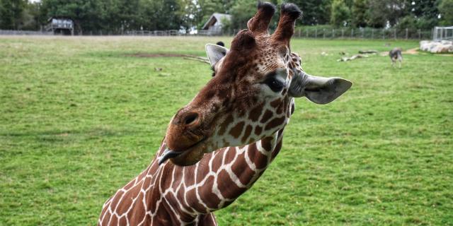 Girafe Zoo Du Reynou