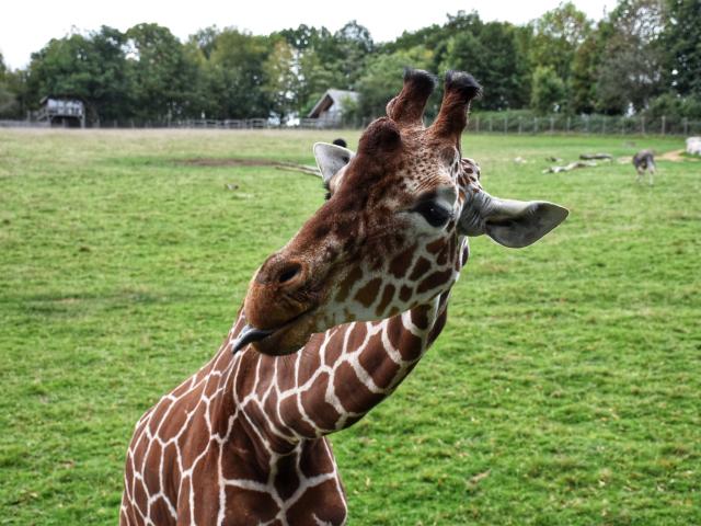 Girafe Zoo Du Reynou