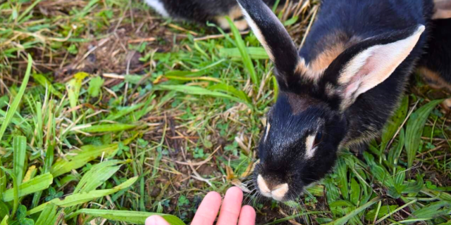 Cuniculteur Lapins des prés Flavignac