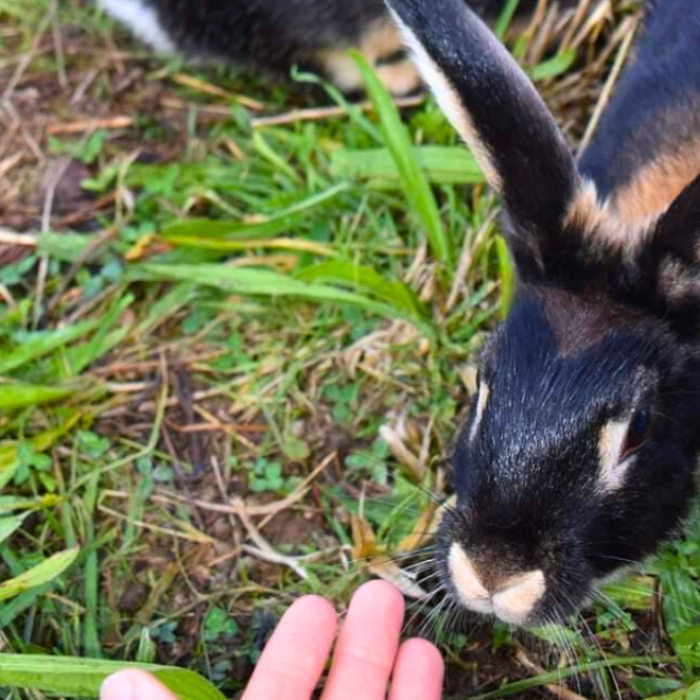 Cuniculteur Lapins des prés Flavignac