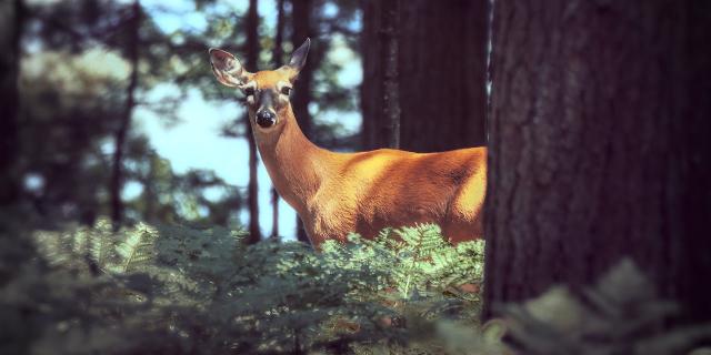 Rencontre Avec Une Biche Dans La Foret Lors Dune Randonnee