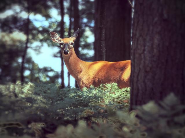 Rencontre Avec Une Biche Dans La Foret Lors Dune Randonnee