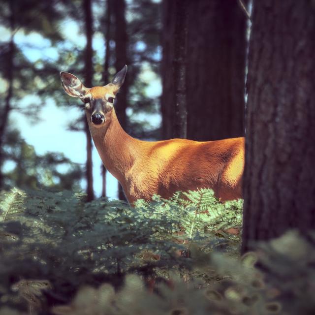 Rencontre Avec Une Biche Dans La Foret Lors Dune Randonnee