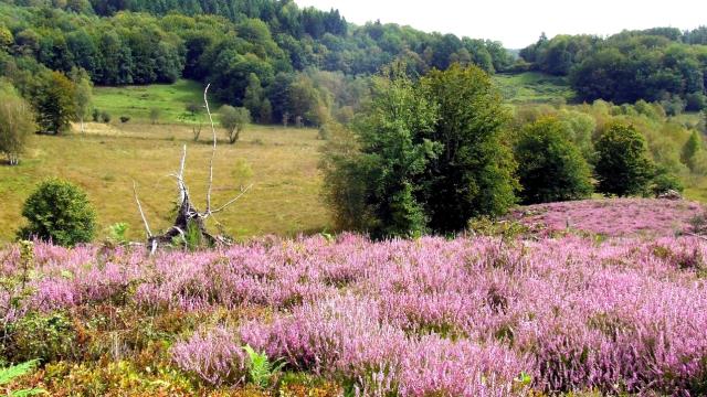 Saint Leger La Montagne Tourbiere Bruyeres Cen 1