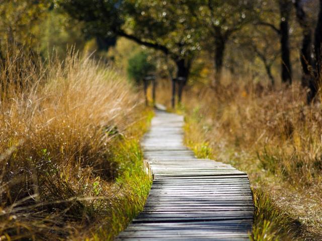 Sentier De Randonnee En Bois