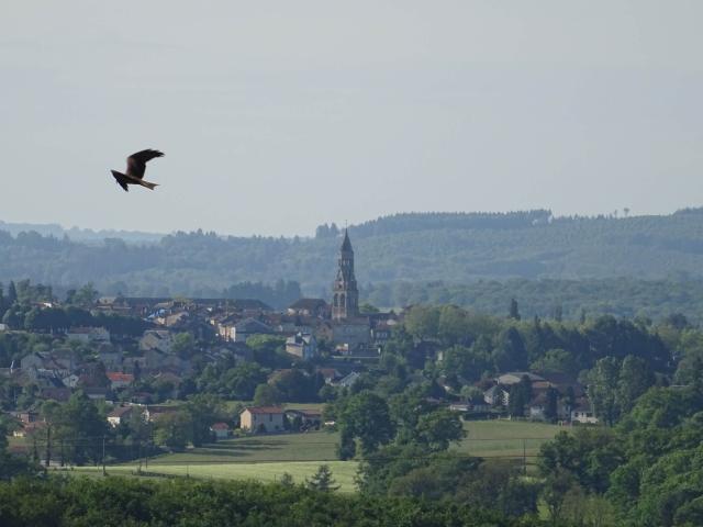 Vue sur la cité médiévale de Saint Léonard de Noblat depuis la campagne survolée par un rapace