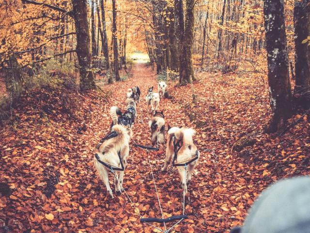 Chiens De Traineau Skodenar Haute Vienne