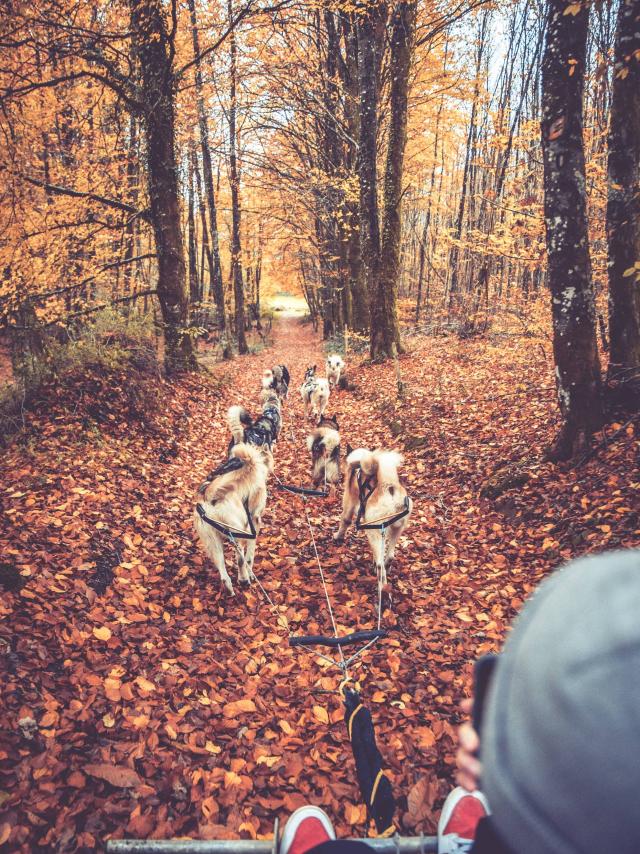 Chiens De Traineau Skodenar - lieux à visiter en haute-vienne à noel