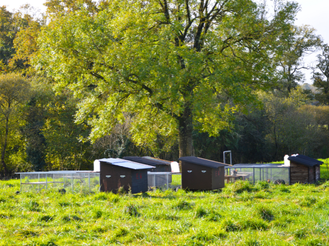 Exploitation - Lapins des prés - Flavignac