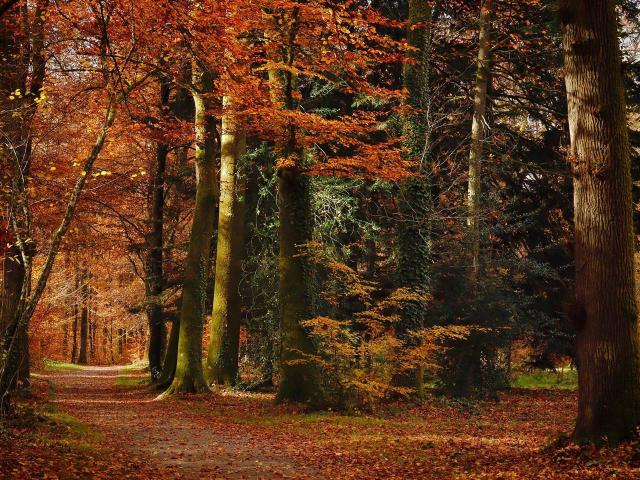 Bois De La Bastide Limoges