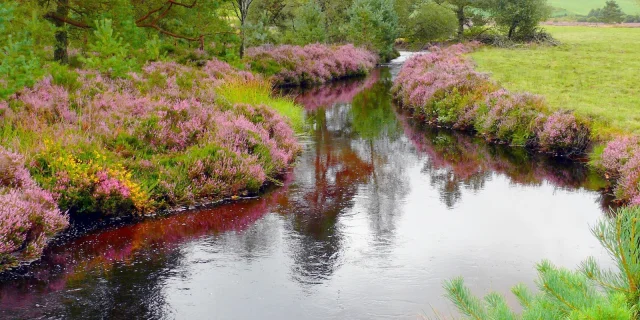 Ruisseau Et Bruyeres Credit Photo B Luc 