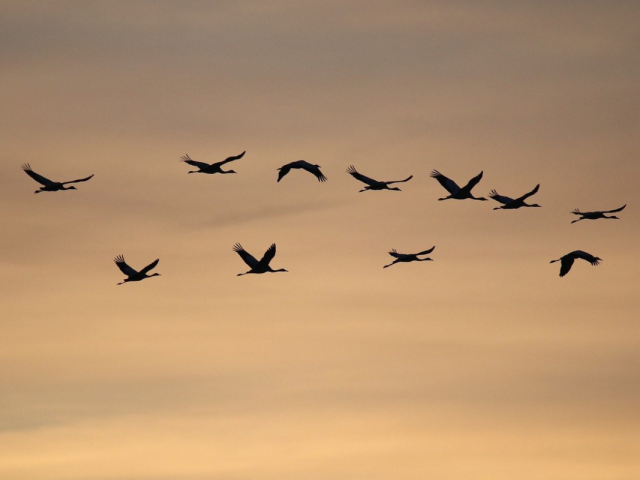 Grues Cendrées