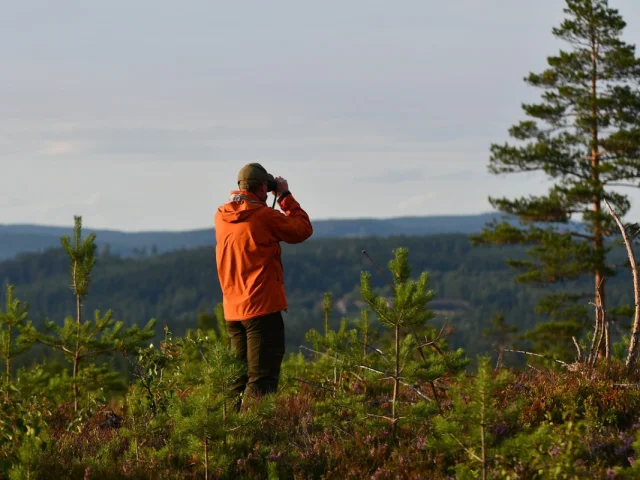 Observation des oiseaux