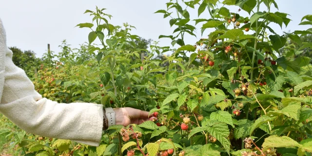 Jardin De Losmonerie Framboise 