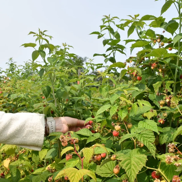 Jardin De Losmonerie Framboise 