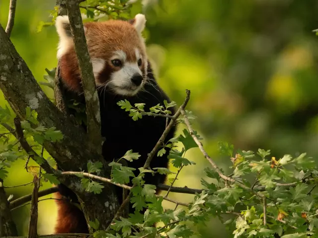 Zoo Du Reynou - lieux à visiter en Haute-Vienne à Noel