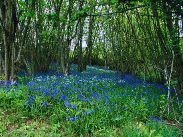 Sentier de randonnée Les Hérissons à Champagnac-la-Rivière